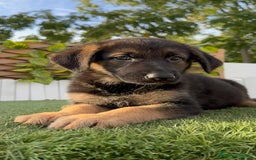 Pastor Alemán perros en venta: PASTOR ALEMAN HEMBRA - Imagen 14