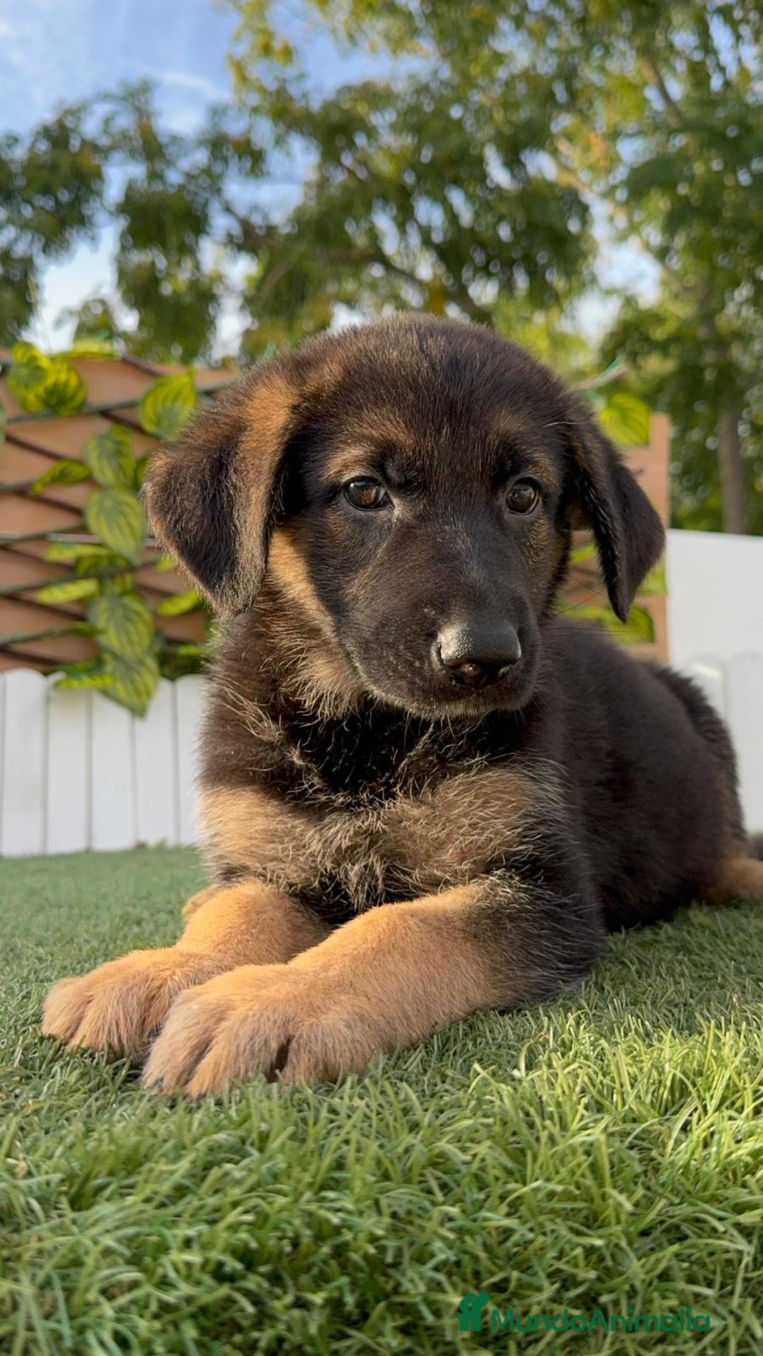 Pastor Alemán perros en venta: PASTOR ALEMAN HEMBRA - Imagen 14