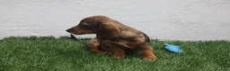 Teckel Miniatura perros en venta: Teckel Miniatura  - Anuncio 27