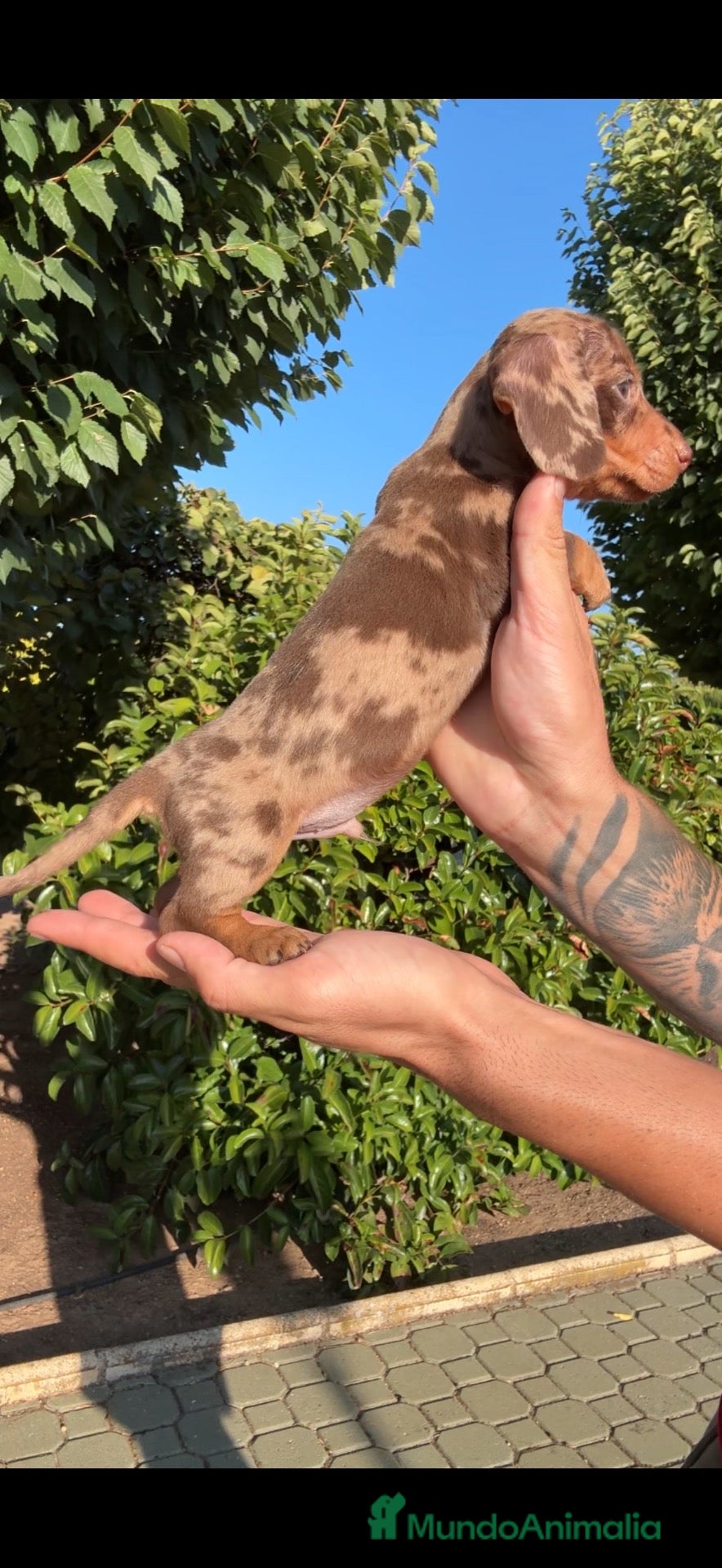 Teckel Miniatura perros TECKEL KANINCHEN PELO CORTO - Anuncio 2