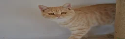 Scottish Straight gatos en venta: Gatos Scottish Straight-Fold  - Anuncio 25