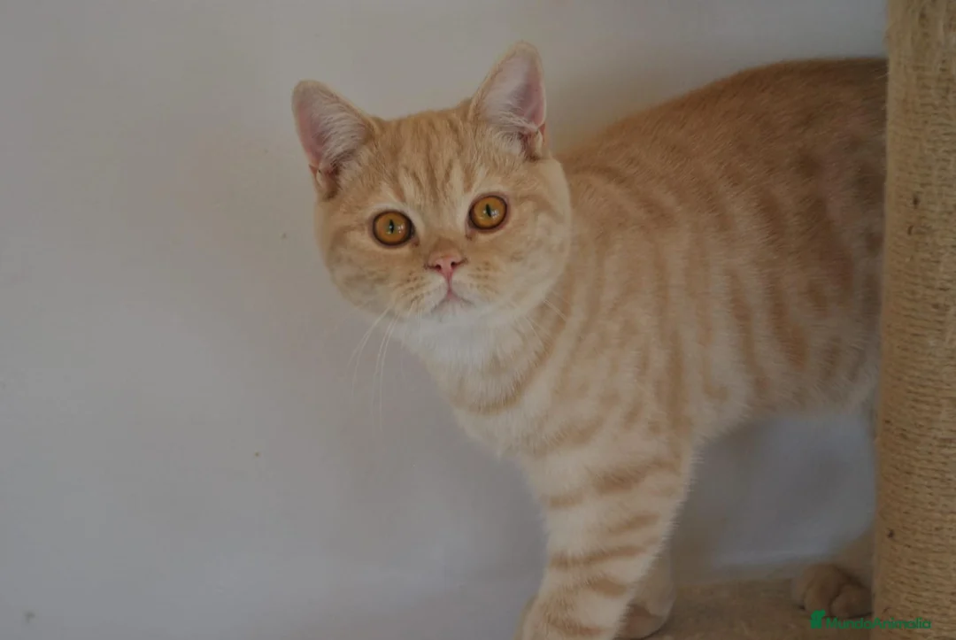 Scottish Straight gatos en venta: Gatos Scottish Straight-Fold  - Anuncio 25