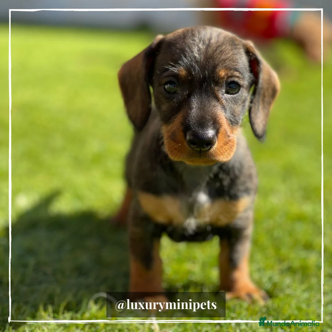 Teckel perros en venta: Camada de Teckel pelo corto en Madrid - Anuncio 2