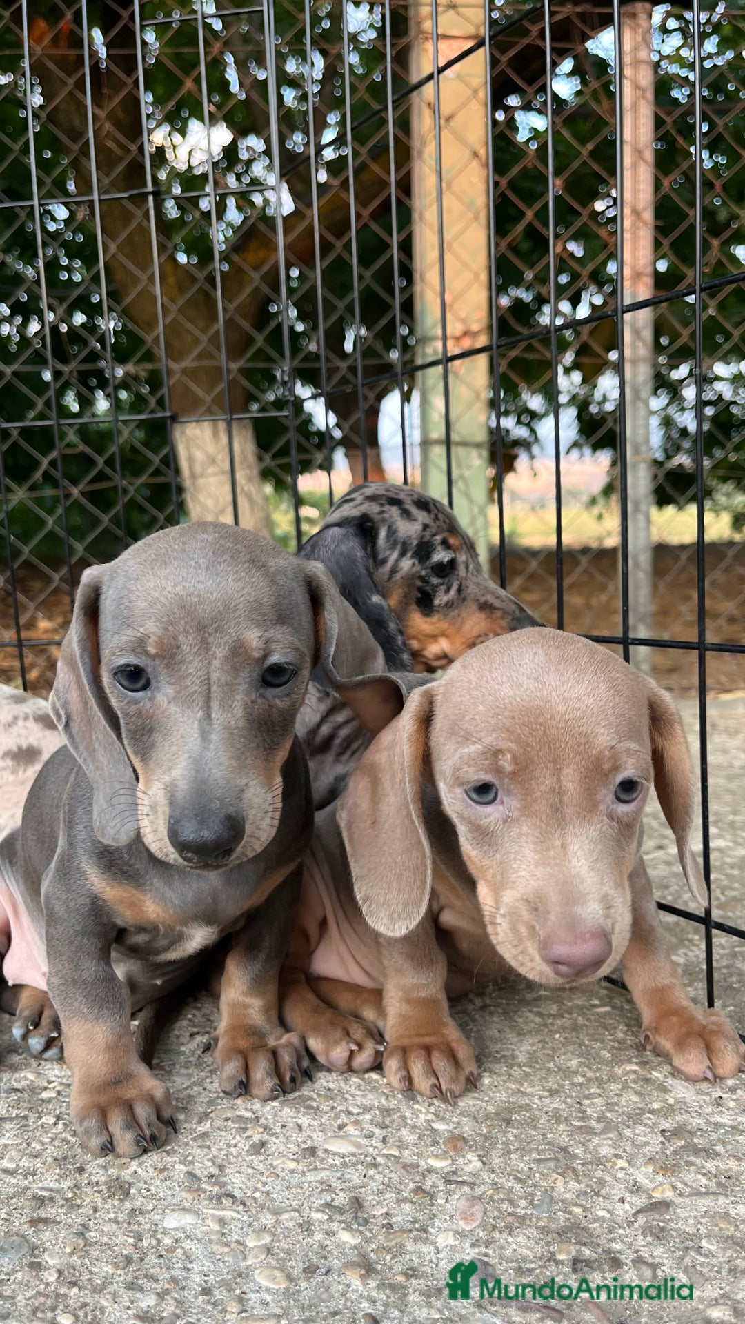 Teckel perros en venta: Camada de Teckel capa exótica  - Imagen 3