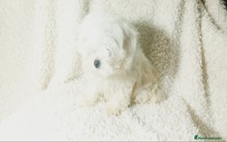 Bichón Maltés perros en venta: ‼️‼️Preciosa camada de toy bichón maltes toy - Imagen 2