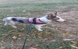 Border Collie perros en venta: Cachorra de border collie  - Imagen 1