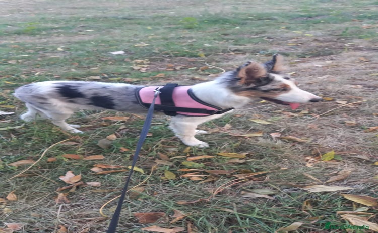 Border Collie perros - Anuncio 15