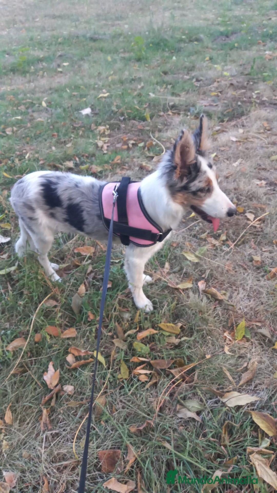 Border Collie perros en venta: Cachorra de border collie  - Imagen 1