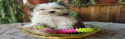 Biewer Yorkshire Terrier a la Pom Pon perros en venta: Cachorros Yorkshire color exóticos miniatura - Anuncio 1
