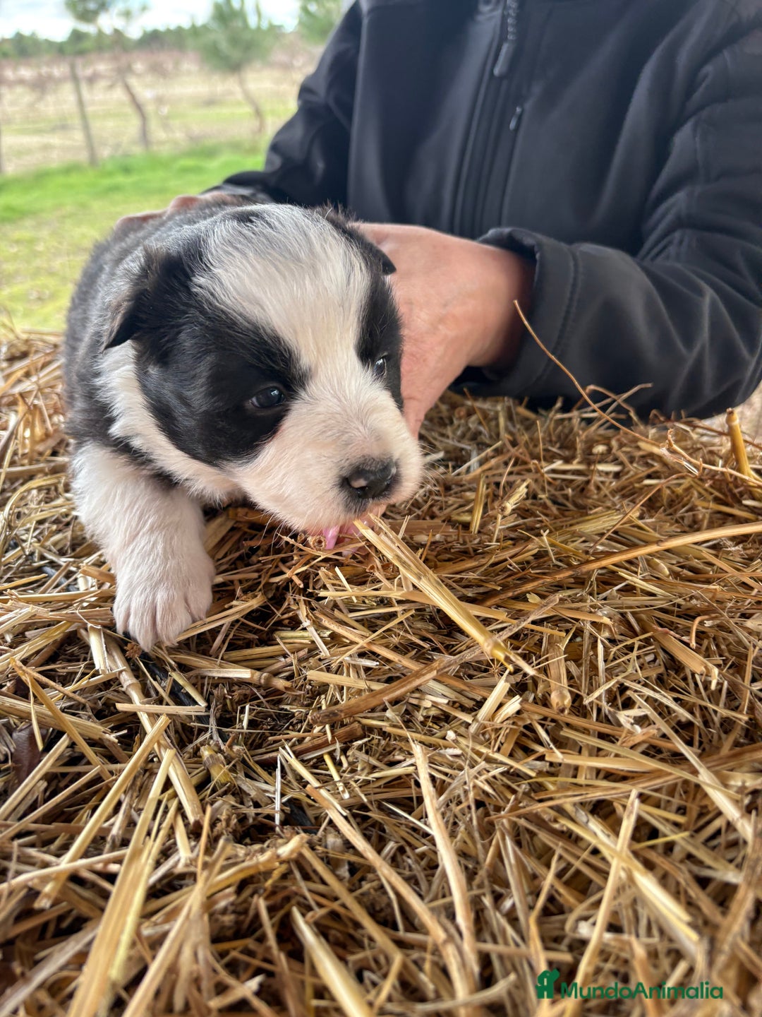 Border Collie perros en venta: Preciosa hembra de border collie  - Anuncio 11