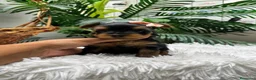 Yorkshire Terrier perros en venta: YORKSHIRE TERRIER HEMBRAS - Anuncio 24