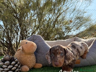 Teckel Miniatura perros - Anuncio 18