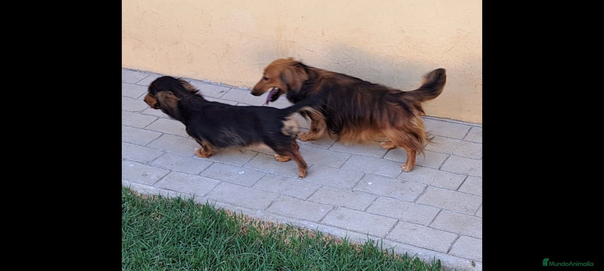 Teckel Miniatura perros Teckel miniatura de pelo largo  - Anuncio 1