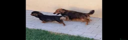 Teckel Miniatura perros en venta: Teckel miniatura de pelo largo  - Anuncio 1