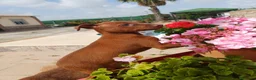 Pinscher Miniatura perros en venta: Macho pinche disponible  - Anuncio 7