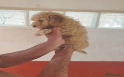 Caniche Toy perros en venta: Camada de Caniche toy - Imagen 3