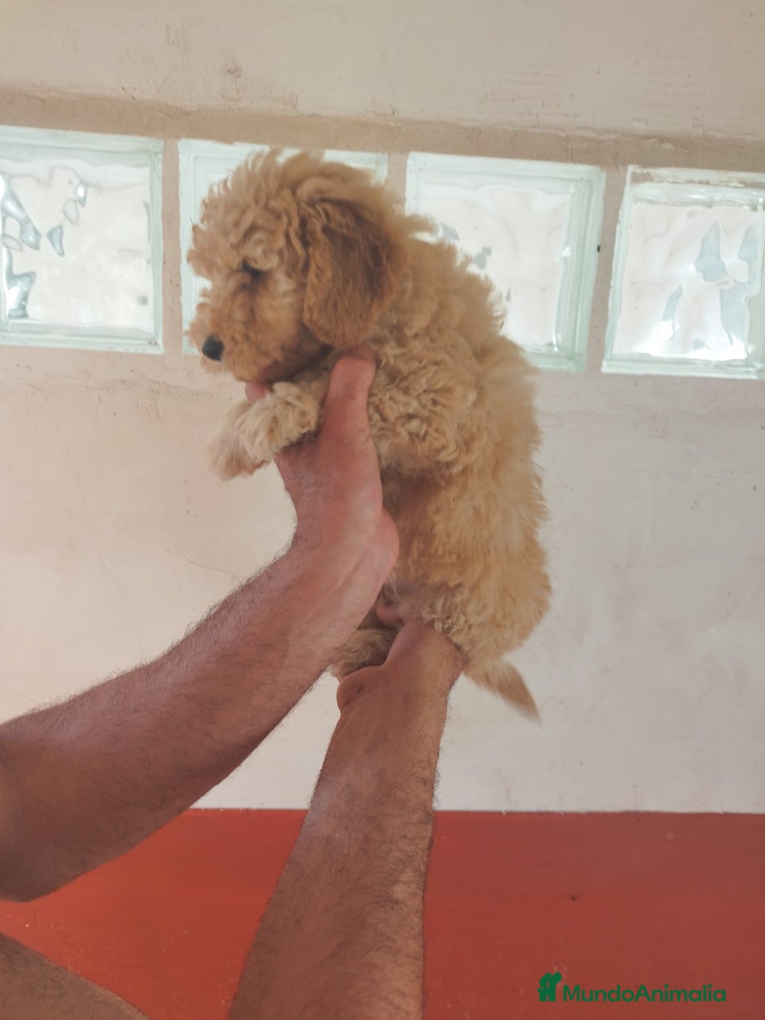 Caniche Toy perros en venta: Camada de Caniche toy - Imagen 3