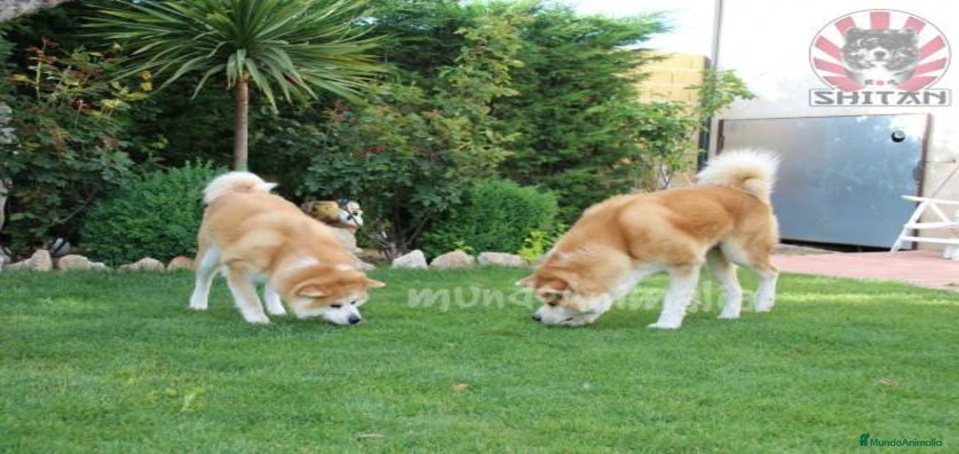 Imagen de galería {{count}}