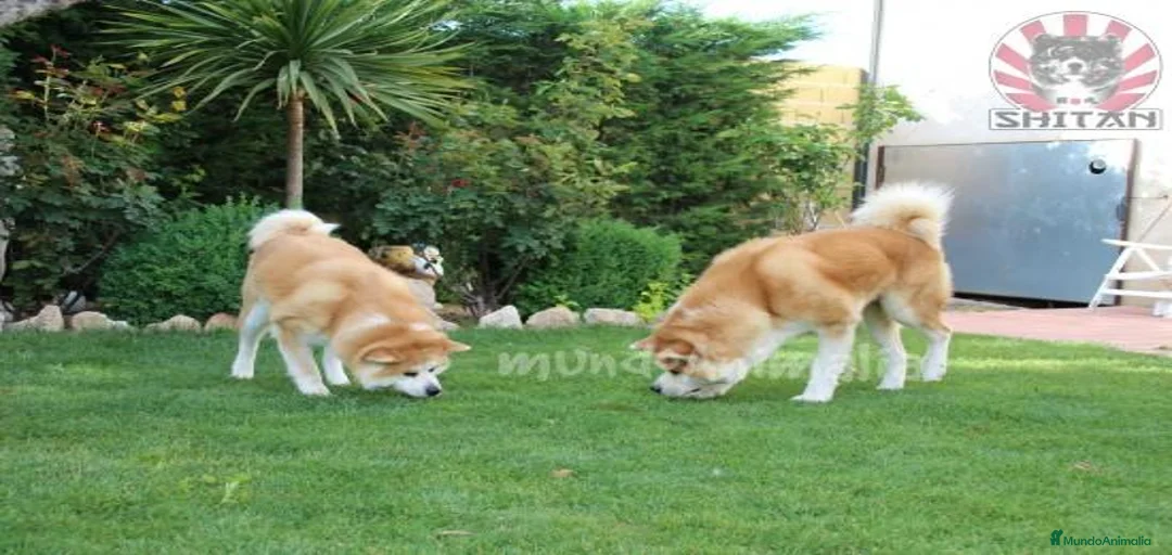 Imagen de galería {{count}}