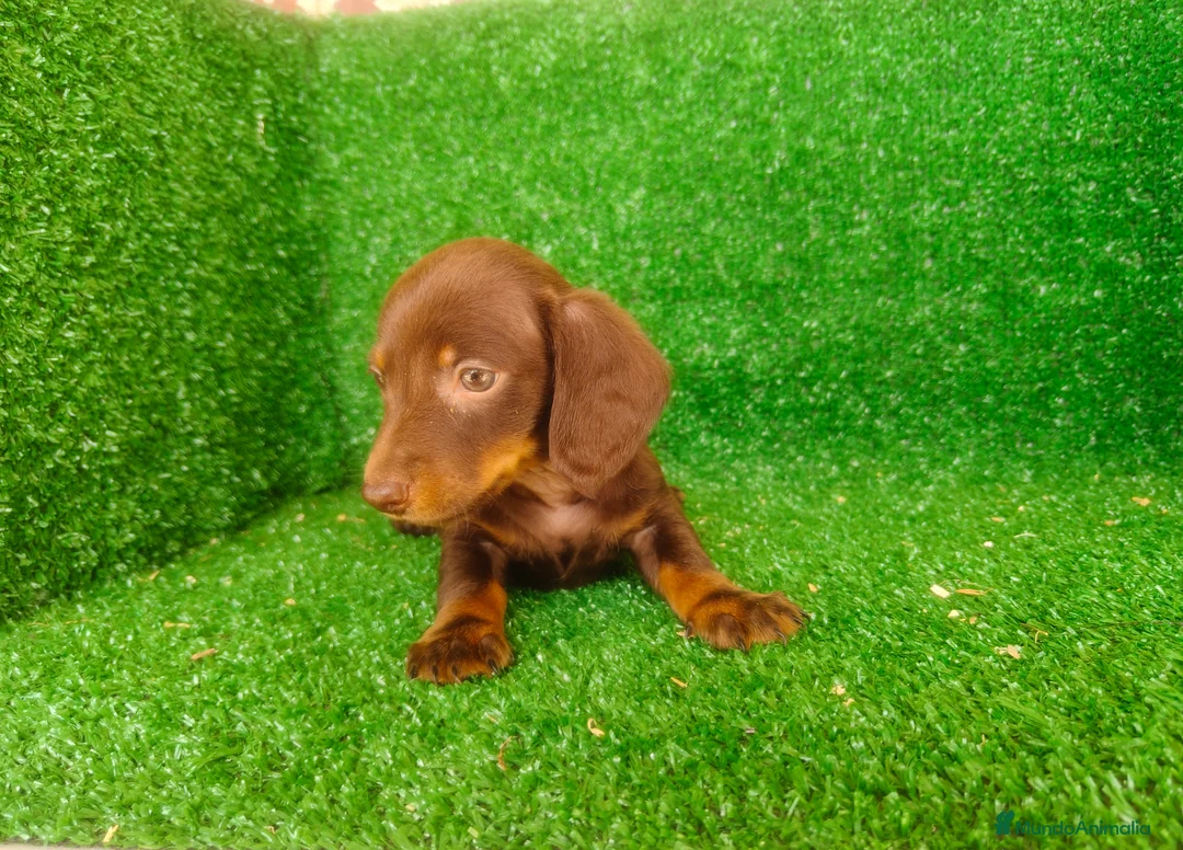 Teckel Miniatura perros en venta: Teckel miniatura  - Anuncio 2