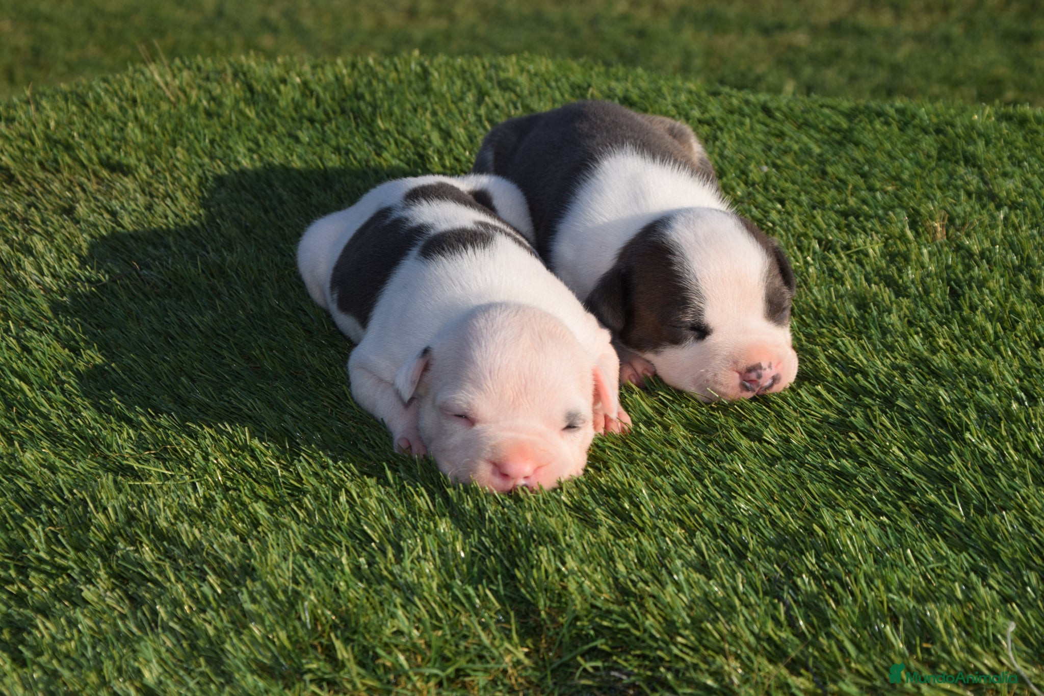 American Staffordshire-Terrier perros en venta: PEDIGREE AMERICAN STAFFORDSHIRE TERRIER BLUE  - Anuncio 22