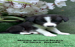 Border Collie perros en venta: BORDER COLLIE DE VILLA BIZNAGA - Imagen 12