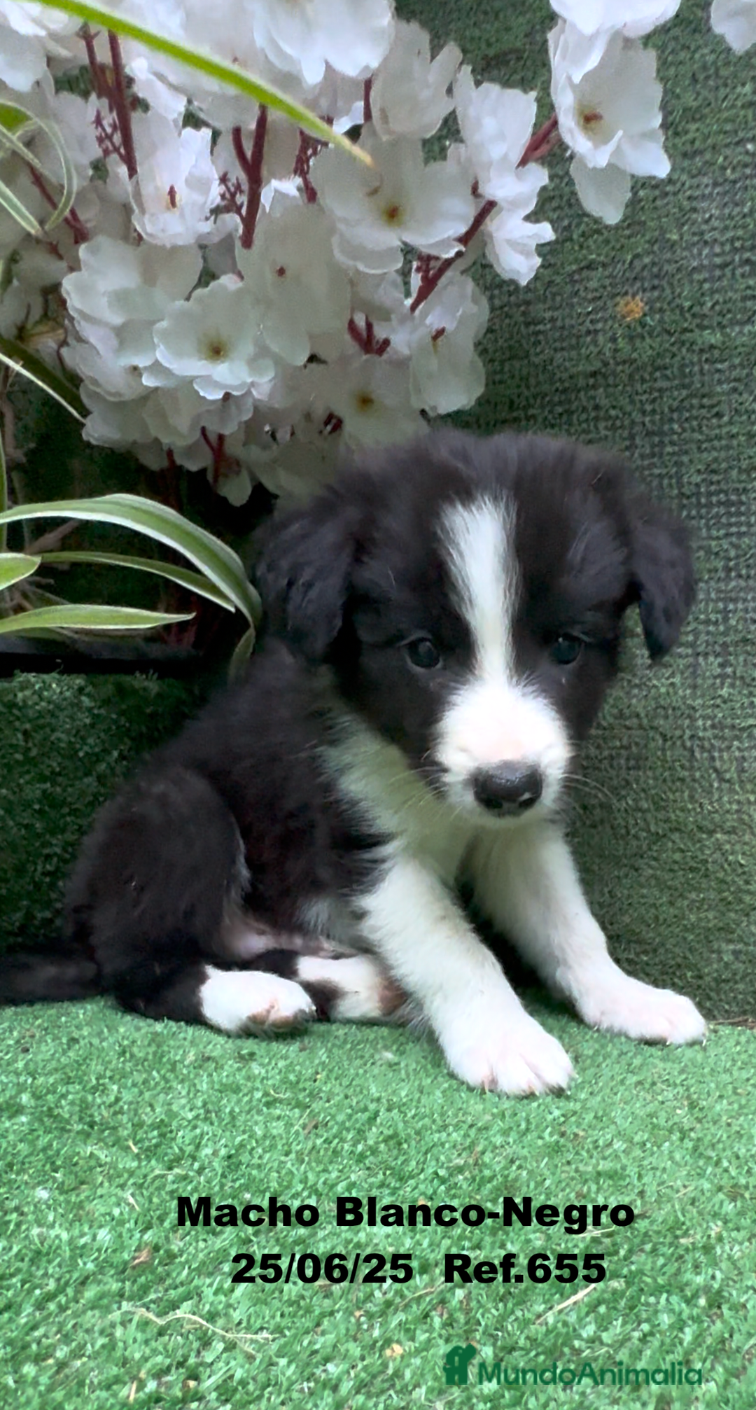 Border Collie perros en venta: BORDER COLLIE DE VILLA BIZNAGA - Imagen 12