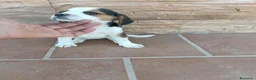 Beagle perros en venta: Beagle Tricolor - Anuncio 2