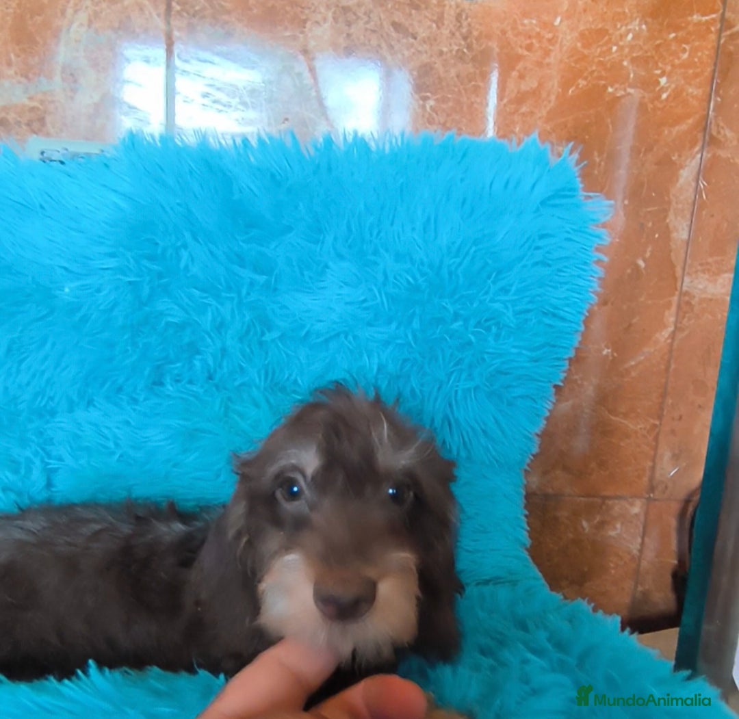 Teckel perros en venta: Kaninchen pelo duro chocolate  - Imagen 2