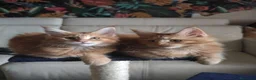 Maine Coon gatos en venta: MAINE COON preciosa camada  - Anuncio 1