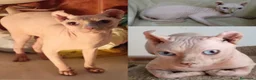 Sphynx gatos en venta: Cachorros de gato sphynx elfo - Anuncio 1