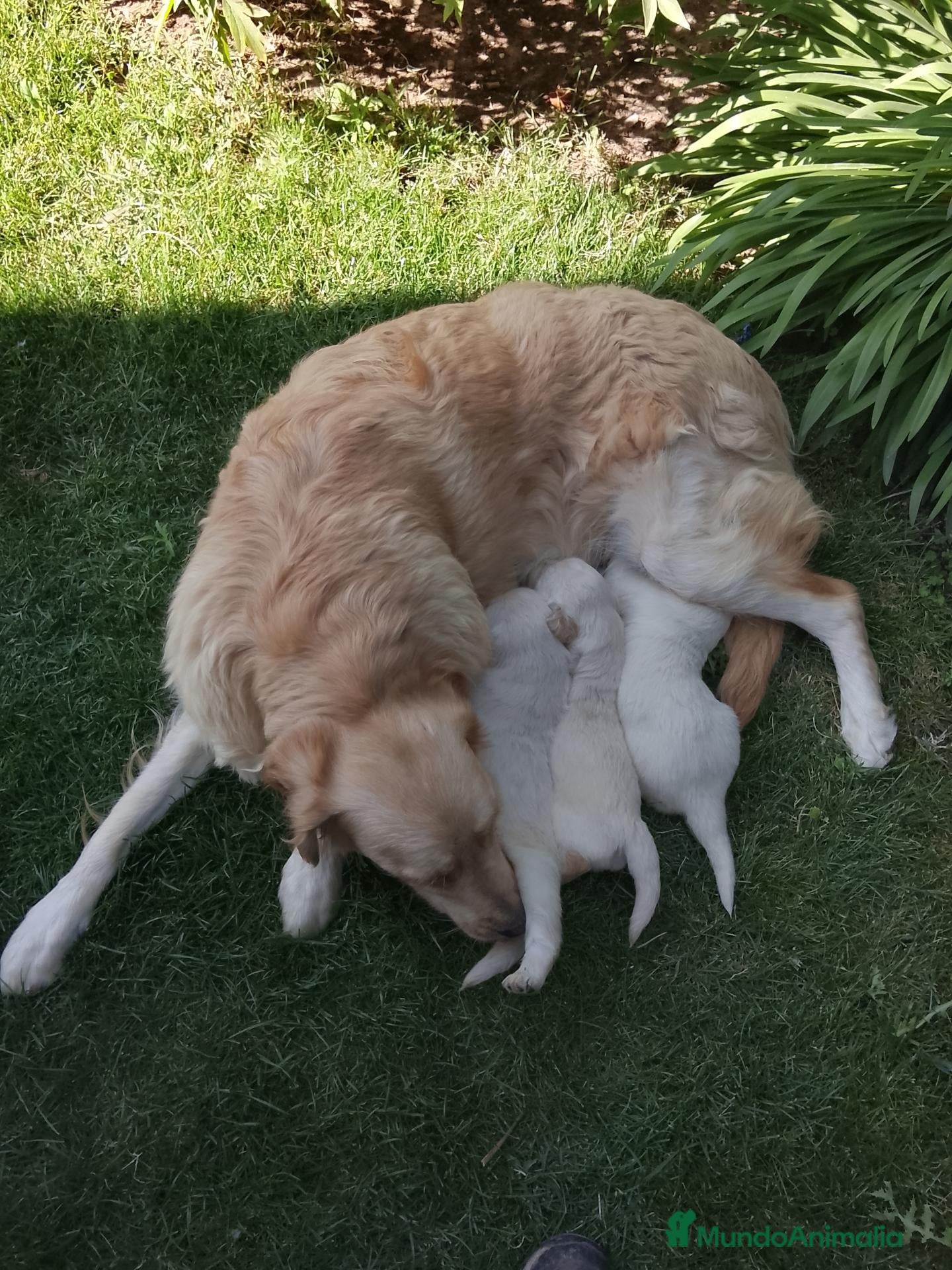 Golden Retriever perros Cachorros de golden retriever  - Anuncio 1