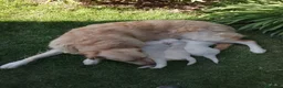 Golden Retriever perros en venta: Cachorros de golden retriever  - Anuncio 1