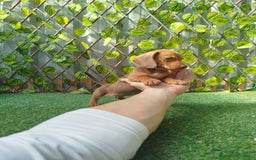 Teckel Miniatura perros en venta: Teckels kanichen  - Anuncio 5