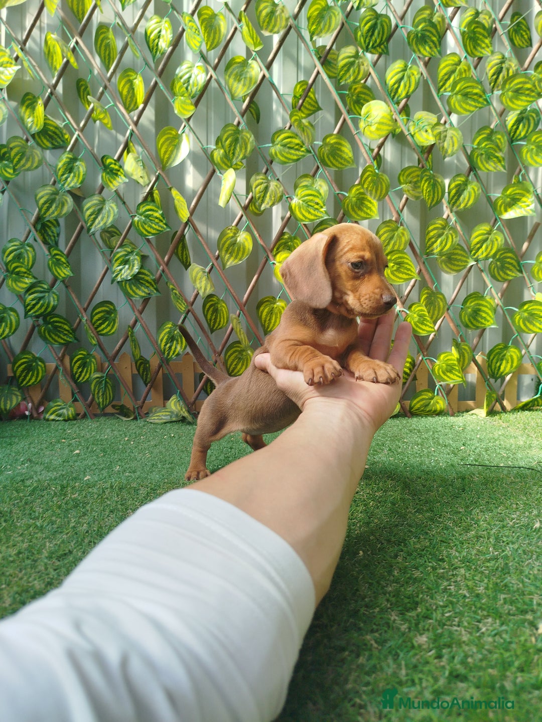 Teckel Miniatura perros en venta: Teckels kanichen  - Anuncio 5