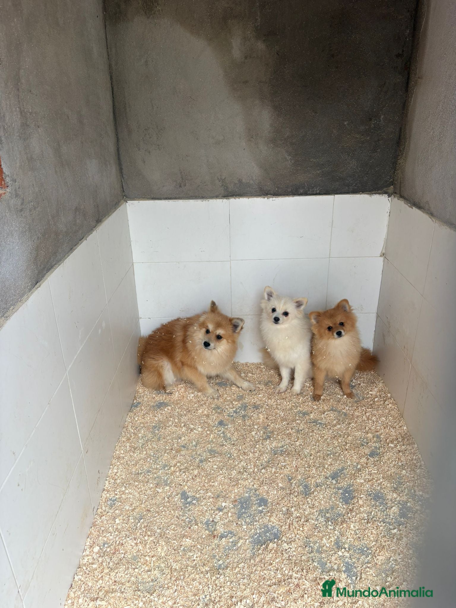 Pomerania perros OPORTUNIDAD Pomerania 6 meses Machos - Anuncio 1