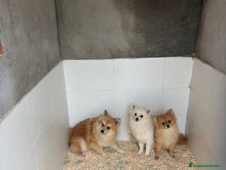 Pomerania perros OPORTUNIDAD Pomerania 6 meses Machos - Anuncio 1