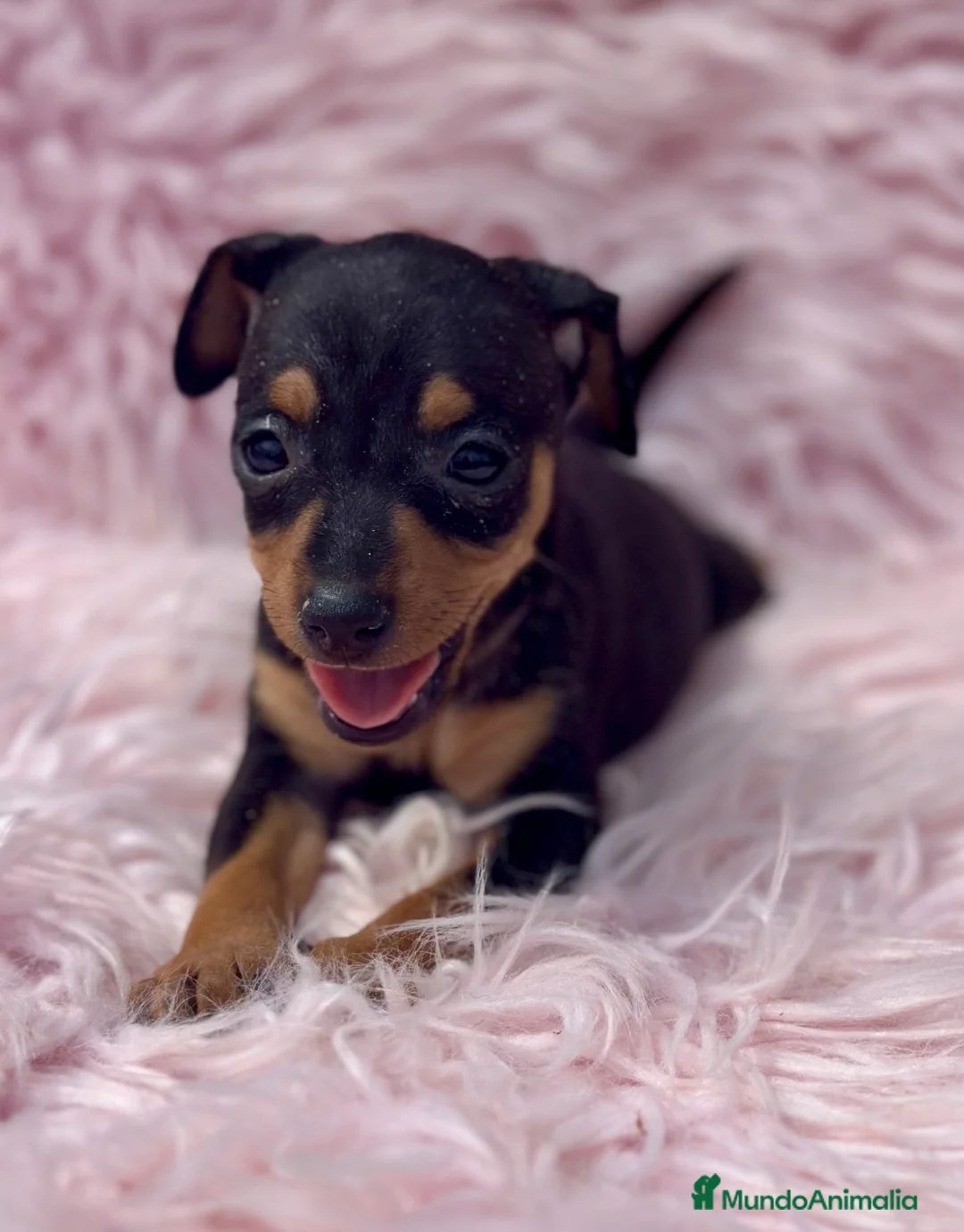 Pinscher Miniatura perros en venta: MINIPINSCHER DISPONIBLES - Anuncio 4
