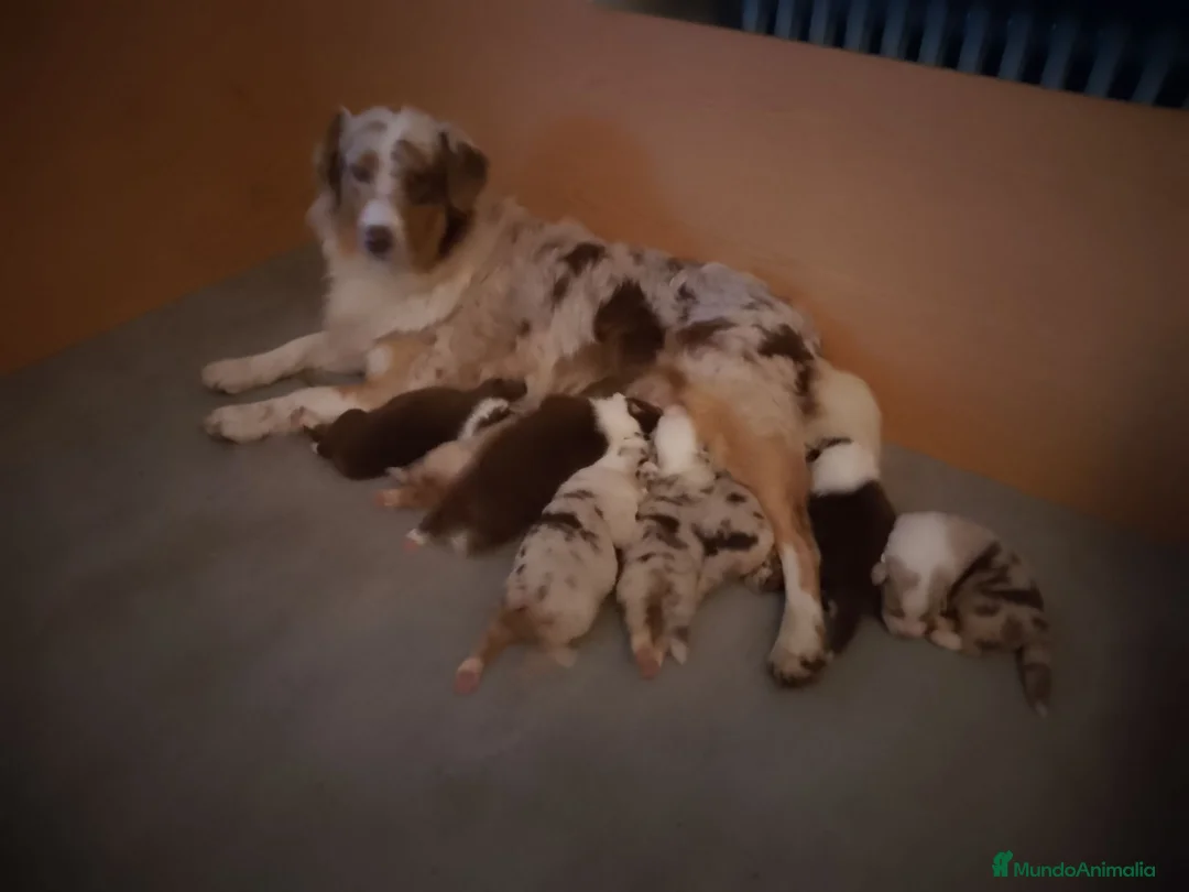 Pastor Australiano perros en venta: Excelente camada de Pastor Australiano  - Anuncio 2