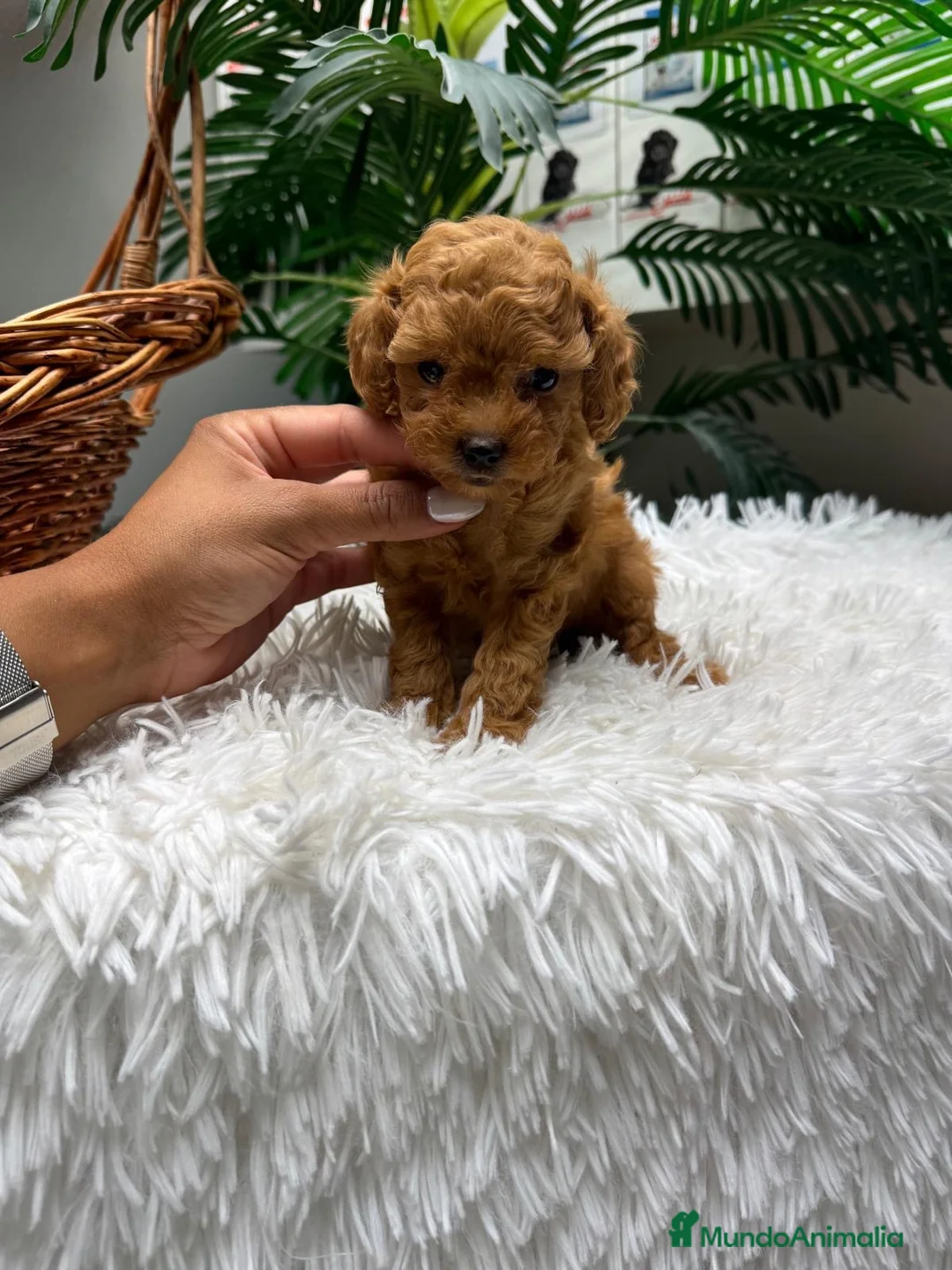 Caniche Toy perros en venta: CANICHE TOY - Anuncio 14