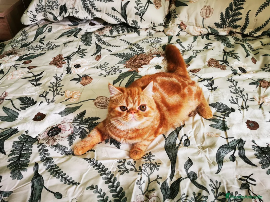 Persa gatos en venta: Camada persas exoticos - Anuncio 2