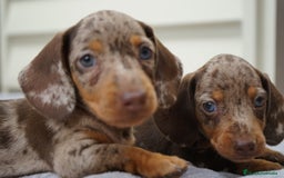 Teckel Miniatura perros en venta: 🐕✨ Encanto teckel chocolate y arlequín - Imagen 2