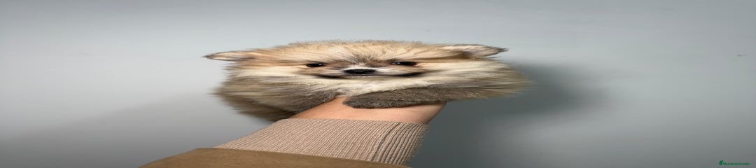 Pomerania Cachorro 1