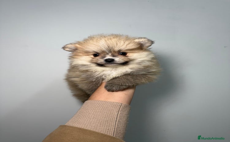 Pomerania perros Pomerania Hembra - Anuncio 2