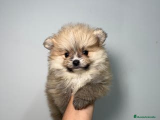 Pomerania perros Pomerania Hembra - Anuncio 30