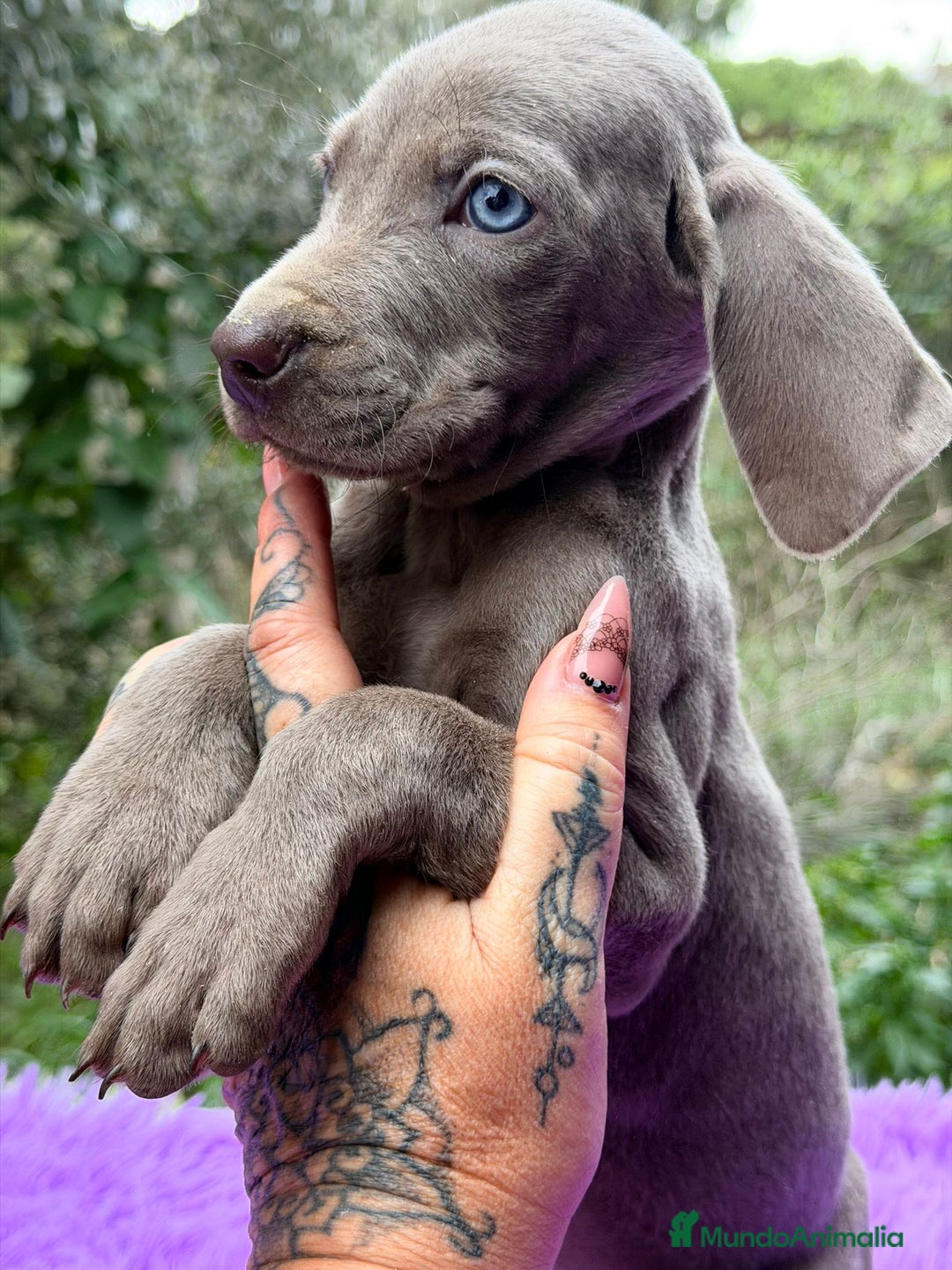 Weimaraner perros en venta: Braco de weimar hembra - Anuncio 1