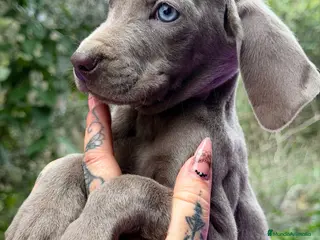 Weimaraner perros Braco de weimar hembra - Anuncio 17