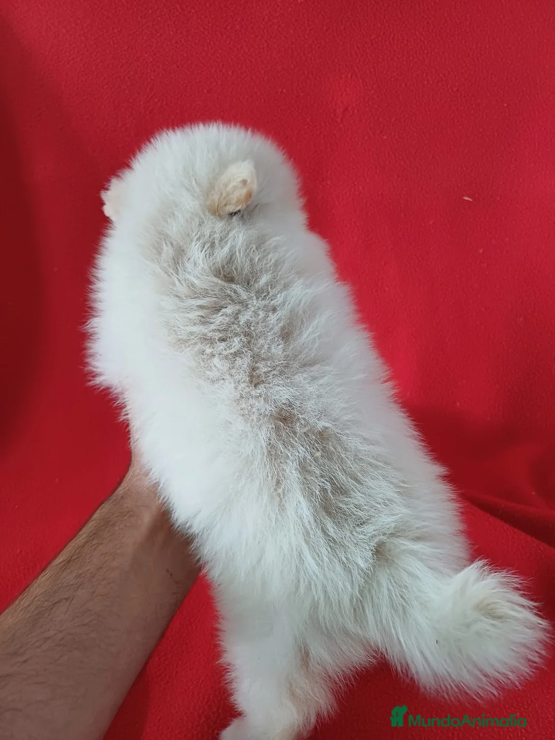 Pomerania perros en venta: Pomerania Mini  - Anuncio 3