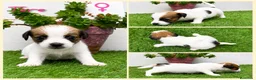 Jack Russell Terrier perros en venta: Cachorros Jack Russell Terrier  - Anuncio 7