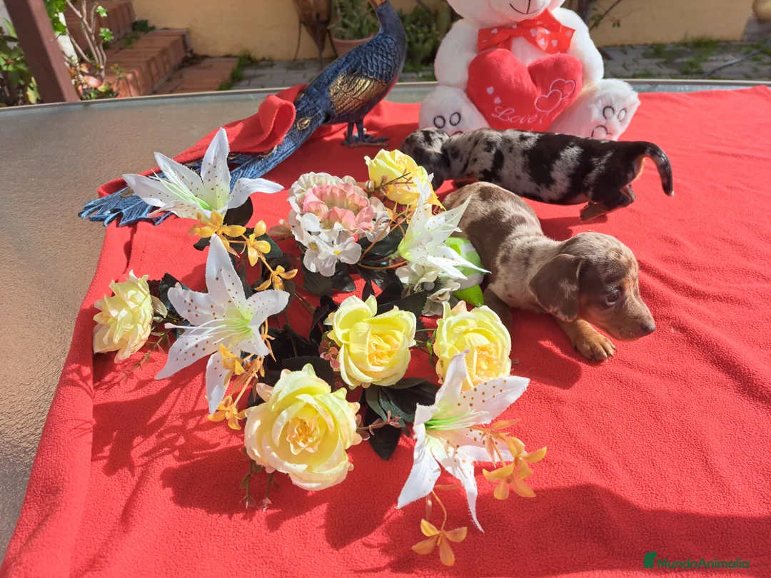 Teckel Miniatura perros en venta: Teckel miniatura - Anuncio 3